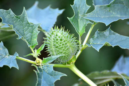 In the wild grows a poisonous and medicinal plant - Datura stramoniumの写真素材