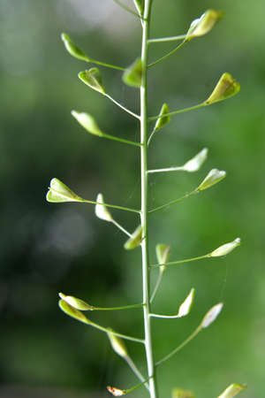 In nature, the field grow Capsella bursa-pastoris