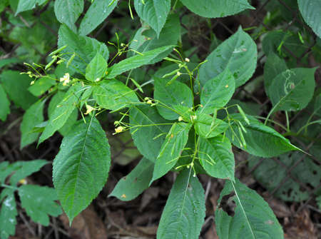 In summer, Impatiens parviflora grows in the wild