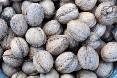 Harvested ripe walnuts are in a pile