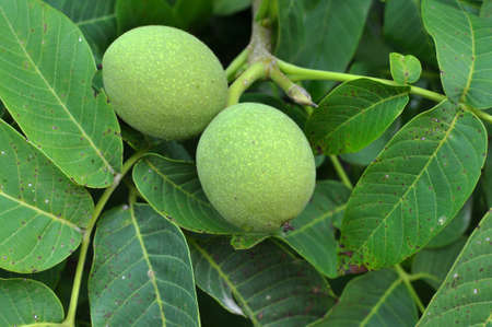 On a tree branch with a green shell, a ripening walnut