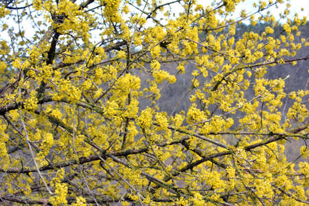 In spring cornel is real (Cornus mas) blooms in the wildの写真素材