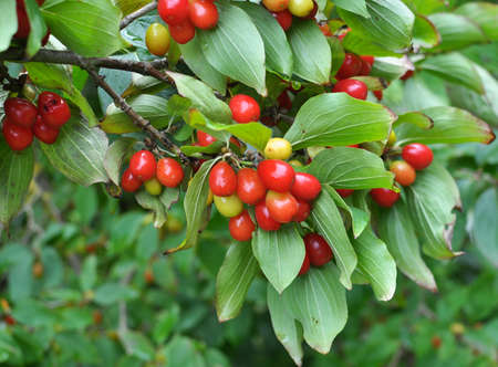 In the garden on a tree branch ripen dogwood fruits