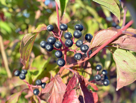 Black berries of cornus sanguinea ripen on a branch of a bush.