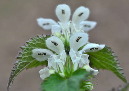 Bloom in nature the white nettles are deaf (Lamium album)