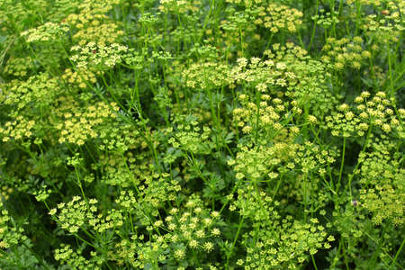 In the garden blooms parsley, which is grown to produce seeds