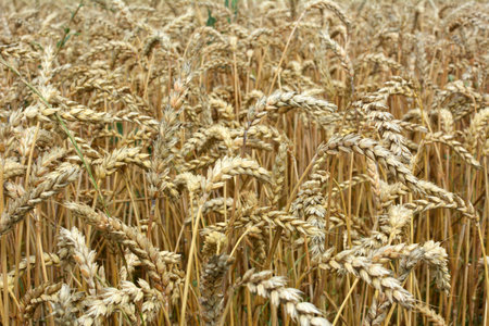 Background of wheat ears ripening in the fieldの写真素材