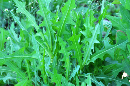 In the summer it grows in nature Lactuca serriolaの写真素材