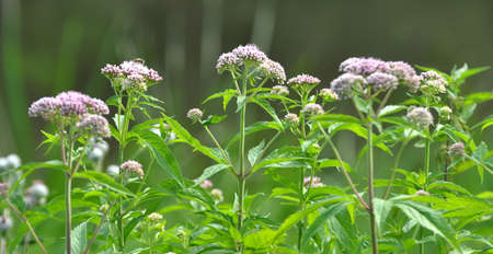 It blooms in the wild hemp agrimony (Eupatorium cannabinum)