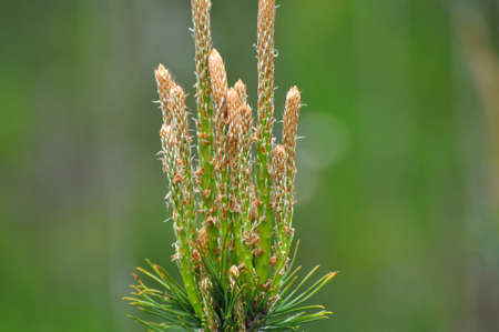 Spring buds on a young pine branchの写真素材