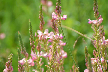 In the meadow among wild grasses blooms sainfoin (onobrychis).