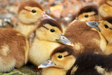 Young musk ducks breed (Cairina moschata) at the age of a few days