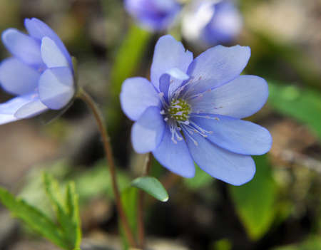 Spring in the wild in the woods bloom Hepatica nobilis.の写真素材