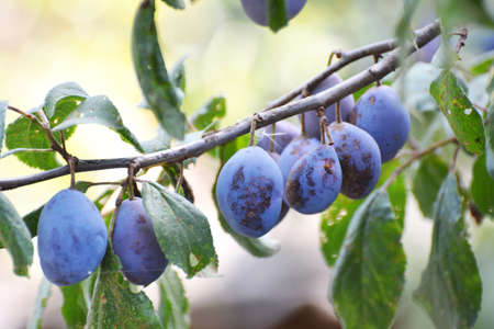 In the garden on a branch of a tree ripe plumsの写真素材