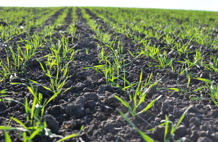Good sowings of winter wheat in the autumn farm field