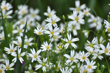 Spring in the wild forest bloom Stellaria holostea