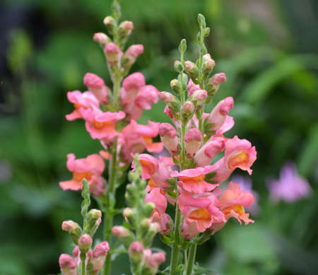 Antirrhinum blooms on a flower bed in the gardenの写真素材