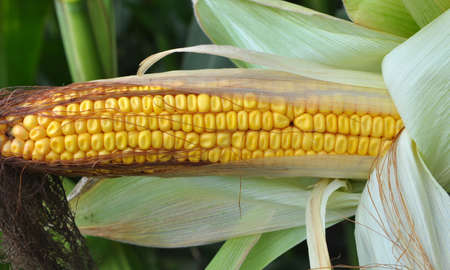Cob of young corn of milk ripeness