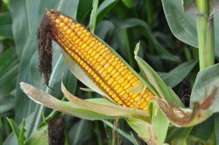 Cob of young corn of milk ripeness