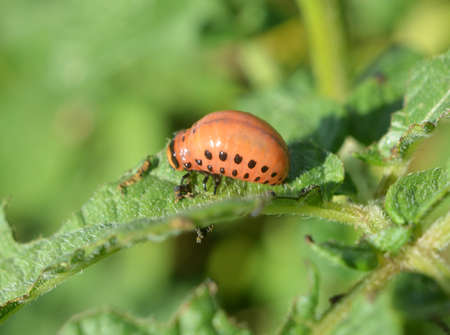 Colorado potato beetle larvae destroy potato leaves