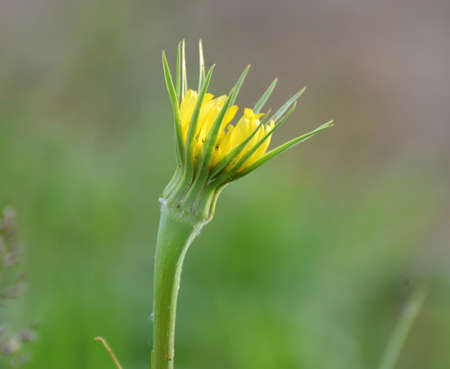 Tragopogon dubius grows in the wild in summer