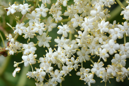 In spring, elderberry blooms in the wildの写真素材