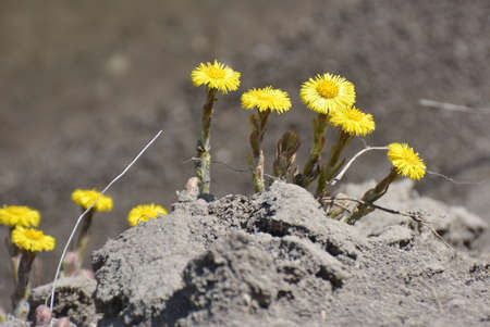 In nature, bloom early spring honey and medicines plant coltsfoot (Tussilago farfara)