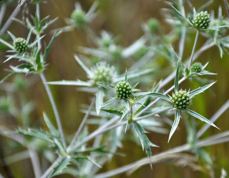 In the wild grows a thistle Eryngium campestreの写真素材