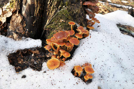 In the wild in the forest growing winter mushrooms Flammulina velutipes