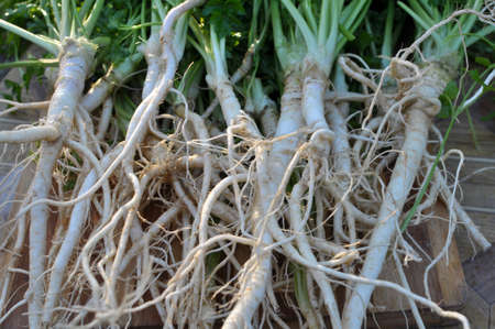 Freshly harvested parsley with leaves and roots.の写真素材