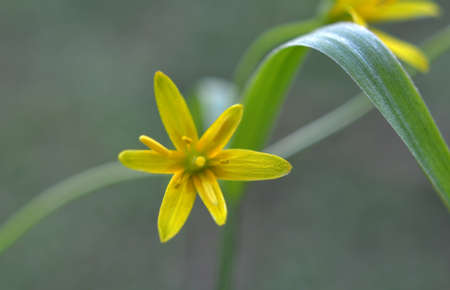 Early spring plant Gagea lutea blooms in the wild in the woodsの写真素材