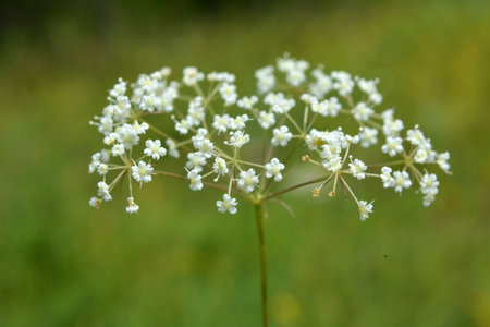 Spring is growing in nature Falcaria vulgarisの写真素材