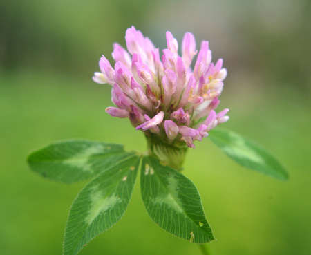 Blossom of red clover, which is a valuable animal feedの写真素材