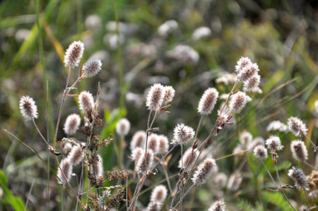 Trifolium arvense grows in the meadow among wild grasses