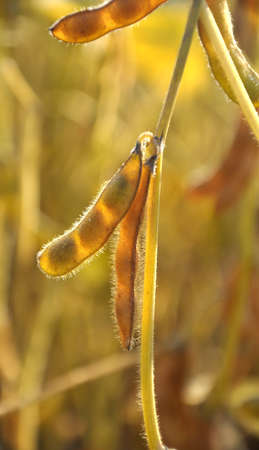 On a farm field on a plant soy pods ripen