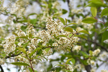 In spring, bird-cherry tree (Prunus padus) grows and blooms in natureの写真素材