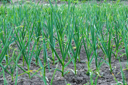 In the field in open organic soil garlic growsの写真素材