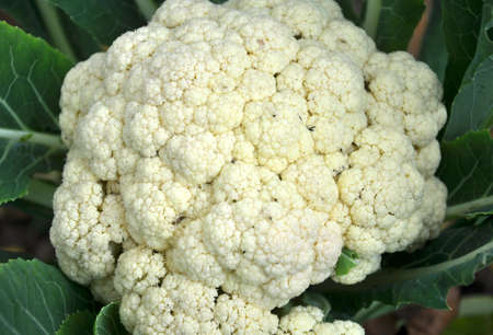 Cauliflower grows in organic soil in the garden on the vegetable areaの写真素材