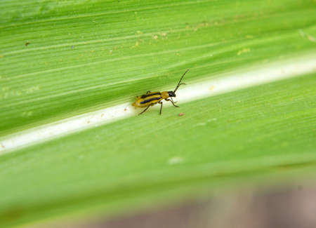 The plant is a harmful insect - Western corn beetle (Diabrotica virgifera virgifera)