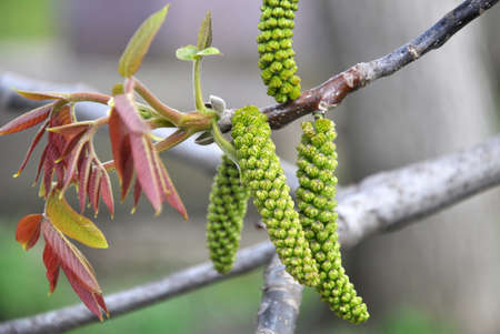 Spring flowering walnut on a blurry background