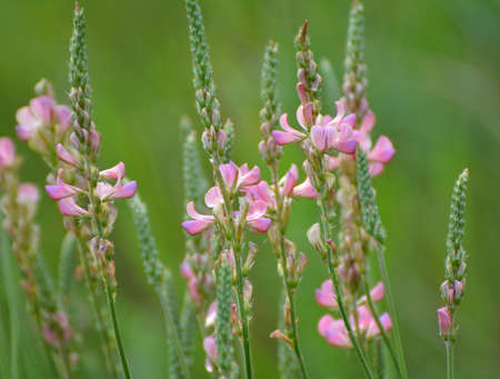 In the meadow among wild grasses blooms sainfoin (onobrychis).の写真素材