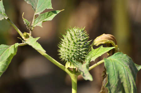 In the wild grows a poisonous and medicinal plant - Datura stramoniumの写真素材