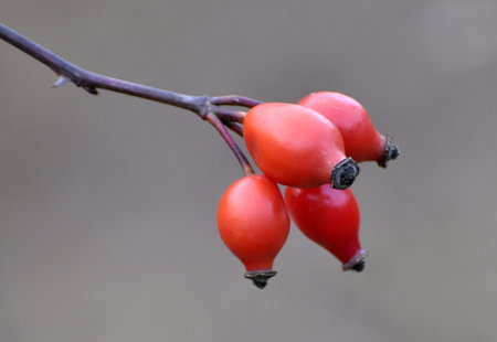 Red berries ripen on the branch of a dog rose bushの写真素材