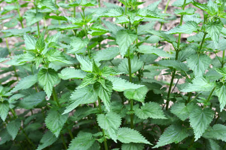 The nettle dioecious (Urtica dioica) with green leaves grows in natural thickets.