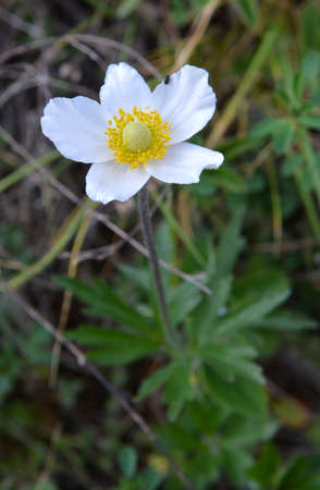 In spring in the wild, in the forest blooms Anemone sylvestrisの写真素材