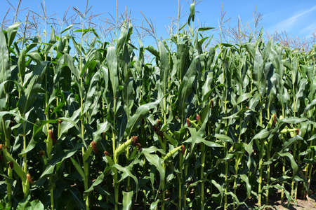 In the summer, corn ripens on the farm field