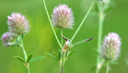Trifolium arvense grows in the meadow among wild grasses