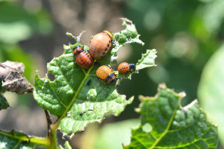 Colorado potato beetle larvae destroy potato leaves