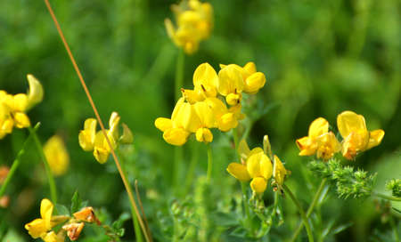 Lotus grows in the meadow among wild grasses