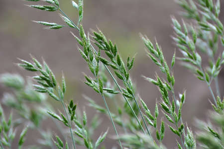Bromus (grass) grows in the pasture among wild meadow grasses
